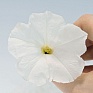 Петуния ампельная гибридная (Petunia х hybrida)