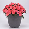 Бальзамин гибридный межвидовой (Impatiens walleriana) Бальзамин гибридный межвидовой (Impatiens walleriana)