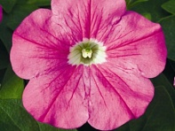 Петуния ампельная гибридная (Plush F1)