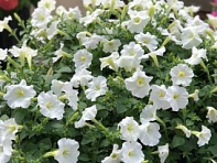 Петуния ампельная гибридная (FlashForward F1)