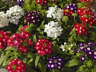 Вербена гибридная (Obsession F1)