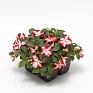 Бальзамин Уоллера ампельный (Impatiens walleriana) Бальзамин Уоллера ампельный (Impatiens walleriana)