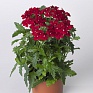 Вербена гибридная (Verbena hybrida)