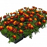 Бархатцы отклоненные (Tagetes patula)