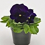 Виола виттрока (Viola wittrockiana) Виола виттрока (Viola wittrockiana)