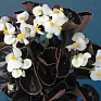 Бегония вечноцветущая (бронзовая листва) (Begonia semperflorens)