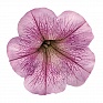 Петуния ампельная гибридная (Petunia х hybrida)