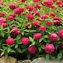 Цинния мариландская (Zinnia marylandica) Цинния мариландская (Zinnia marylandica)