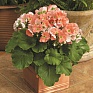 Примула обратноконическая (Primula obconica)