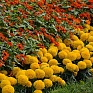 Бархатцы прямостоячие (Tagetes erecta) Бархатцы прямостоячие (Tagetes erecta)