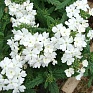 Вербена гибридная (Verbena hybrida) Вербена гибридная (Verbena hybrida)