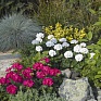 Герань (пеларгония садовая) (Pelargonium x hortorum)
