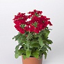 Вербена гибридная (Verbena hybrida)