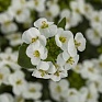 Арабис кавказский (Arabis caucasica)