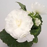 Бегония клубневая махровая (Begonia tuberhybrida)