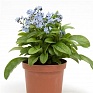 Незабудка лесная (Myosotis sylvatica) Незабудка лесная (Myosotis sylvatica)