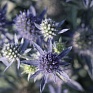 Синеголовник плосколистный (Eryngium planum)