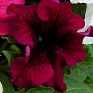 Петуния ампельная гибридная (Petunia x hybrida)