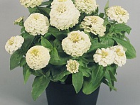 Цинния изящная (Zinnita) Цинния изящная (Zinnita)