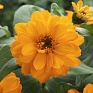 Цинния изящная (Zinnia elegans) Цинния изящная (Zinnia elegans)