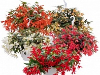 Бегония боливийская ампельная (Groovy F1)