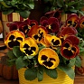 Виола Виттрока (Viola wittrockiana) Виола Виттрока (Viola wittrockiana)