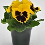 Виола виттрока (Viola wittrockiana)