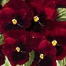Виола виттрока (Viola wittrockiana) Виола виттрока (Viola wittrockiana)