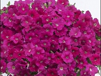 Петуния ампельная гибридная (Gioconda F1)