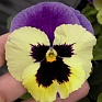 Виола Виттрока (Viola wittrockiana) Виола Виттрока (Viola wittrockiana)