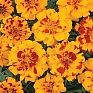 Бархатцы отклоненные (Tagetes patula)