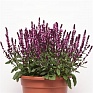 Шалфей дубравный (лесной) (Salvia nemorosa) Шалфей дубравный (лесной) (Salvia nemorosa)