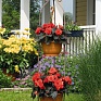 Бегония клубневая махровая (Begonia tuberhybrida)