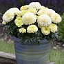 Бархатцы прямостоячие (Tagetes erecta) Бархатцы прямостоячие (Tagetes erecta)