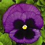 Виола Виттрока (Viola wittrockiana) Виола Виттрока (Viola wittrockiana)