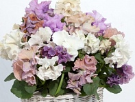 Виола Виттрока (Sweet Pea F1) Виола Виттрока (Sweet Pea F1)