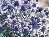 Синеголовник плосколистный (Blue Hobbit)