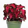 Колеус гибридный (Coleus х hybrida)