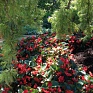 Бегония гибридная (зеленая листва) (Begonia benariensis)