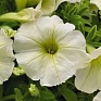 Петуния ампельная гибридная (Petunia х hybrida)
