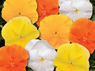 Виола виттрока (Spring Matrix F1)