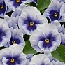 Виола виттрока (Viola wittrockiana) Виола виттрока (Viola wittrockiana)