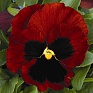 Виола Виттрока (Viola wittrockiana) Виола Виттрока (Viola wittrockiana)