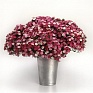 Гвоздика турецкая (Dianthus barbatus)