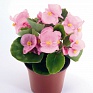 Бегония вечноцветущая (зеленая листва) (Begonia semperflorens)
