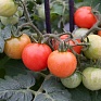 Томат (Lycopersicon esculentum) Томат (Lycopersicon esculentum)