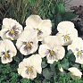 Виола виттрока (Viola wittrockiana)