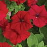 Петуния ампельная гибридная (Petunia х hybrida)