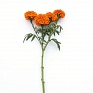 Бархатцы прямостоячие (Tagetes erecta) Бархатцы прямостоячие (Tagetes erecta)