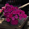 Бальзамин Уоллера (Impatiens walleriana) Бальзамин Уоллера (Impatiens walleriana)